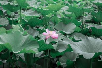 DSCF7735-3