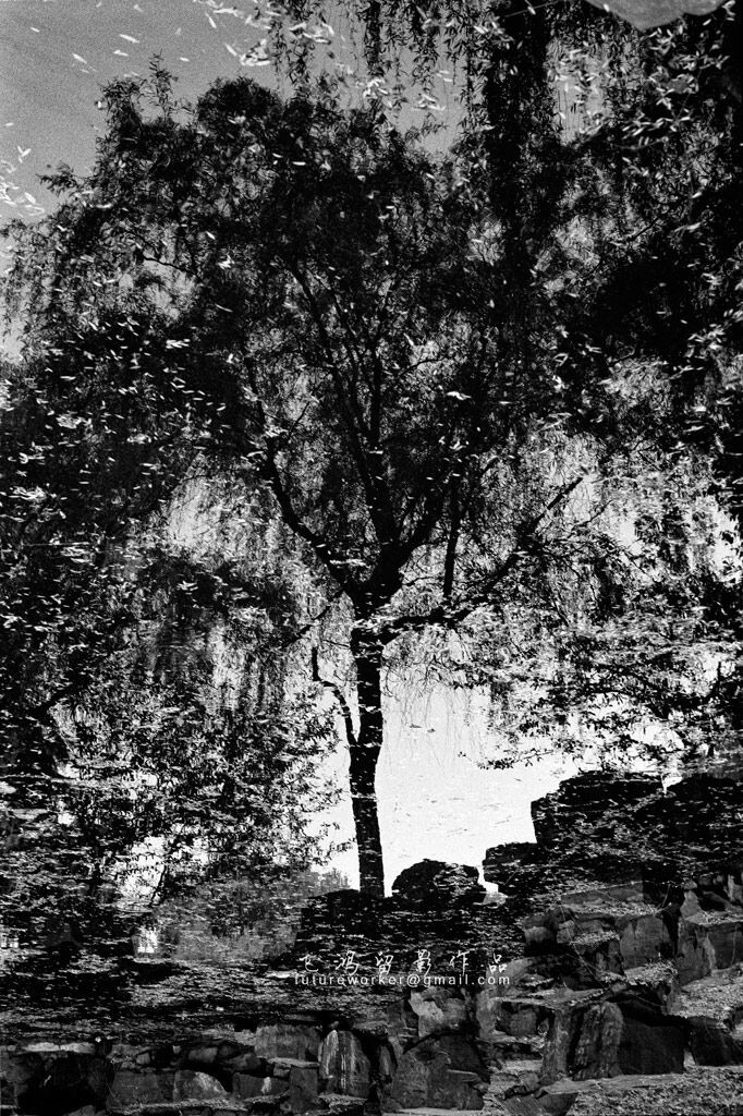 树之倒影<br />
LEICA M7;Summilux-M 50mm F1.4 ASPH<br />
Kodak Double X 5222电影负片<br />