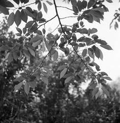 IMG3541fb1