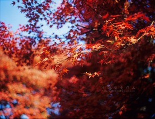 11336078154_57c56a7e9d_o