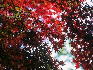 IMG1180fb1