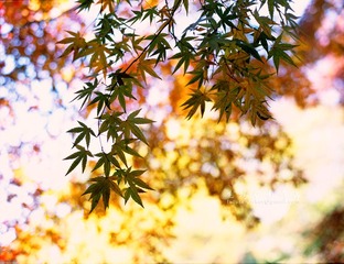 IMG1181fb1