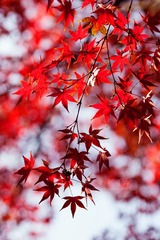 _MG_6117fb1