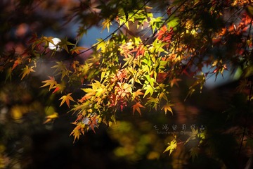 _MG_6129fb1