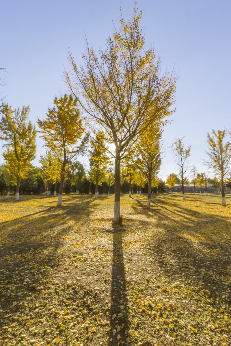 我是一棵秋天的树 - 风光, 佳能, 秋天 - 帕帕斯塔