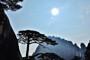 迎客松