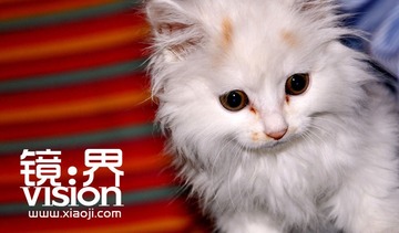 文杰拍的猫猫