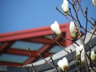 北京玉兰