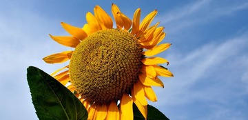 太阳花