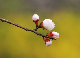 年