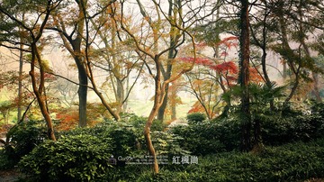 CF100246cxx