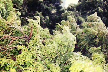 IMG_1337_