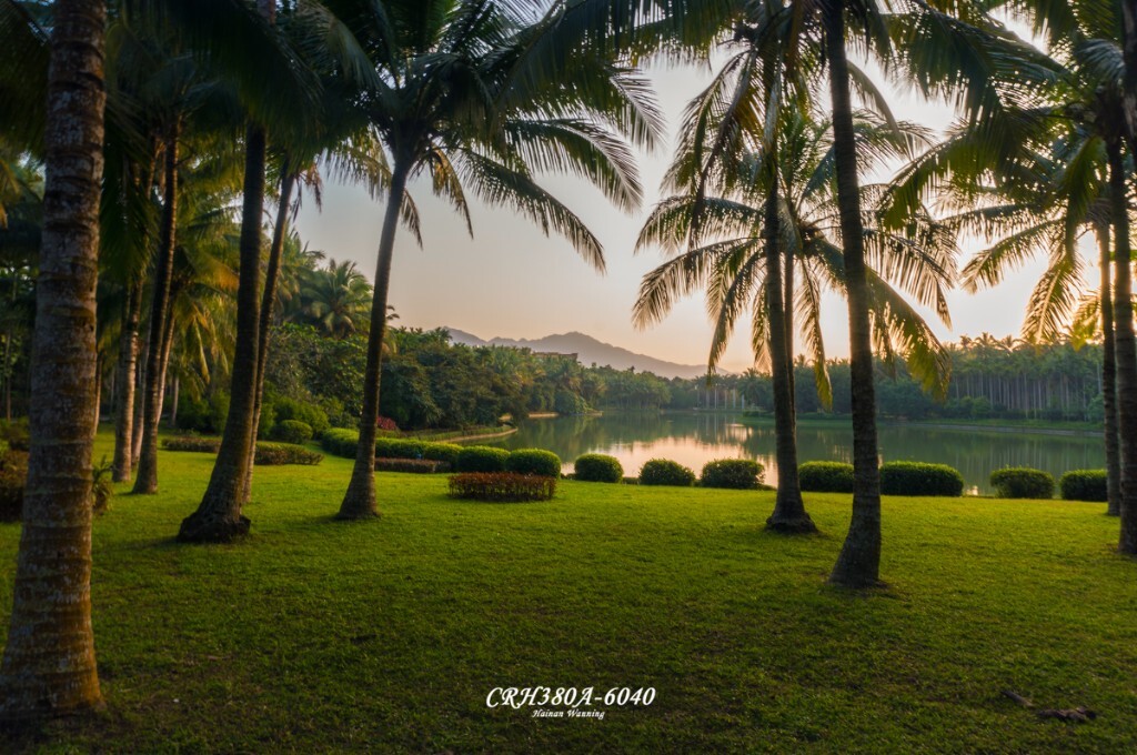 夕阳下的椰林，现在虽然才1月，但海南的气温已接近夏天；好不惬意~