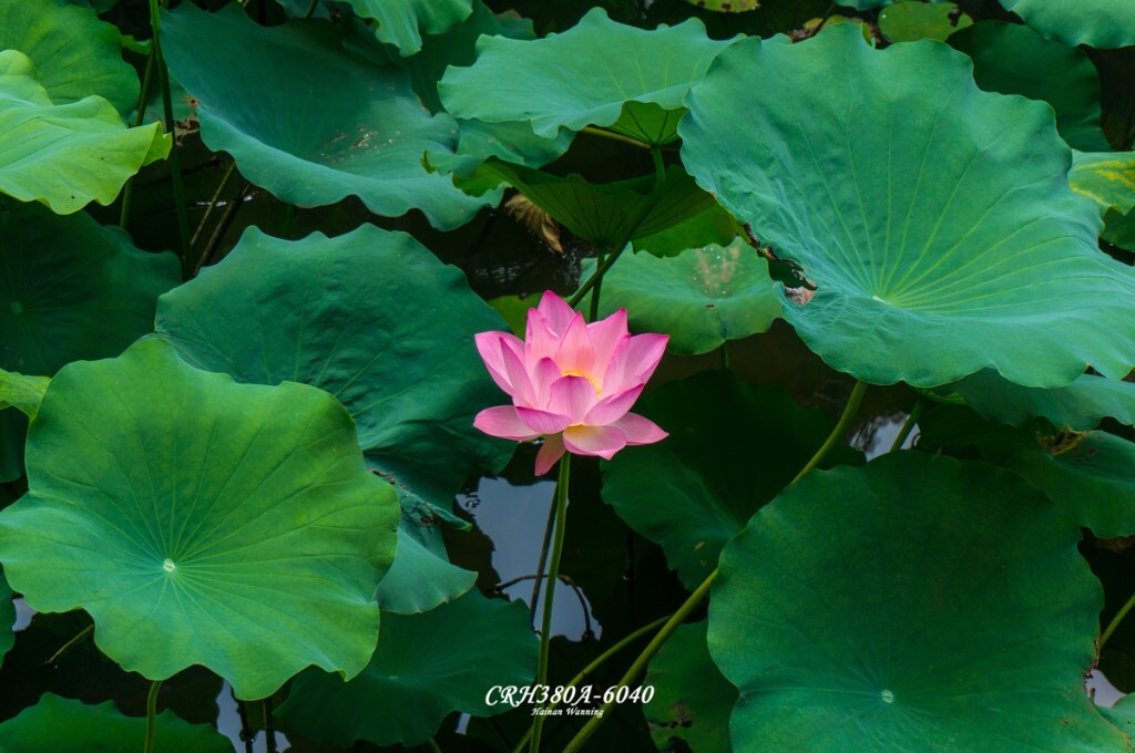 一湾溪水绿，两岸荔枝红。荔枝湾的荔枝虽早已不见，但夏荷已经如约而至。