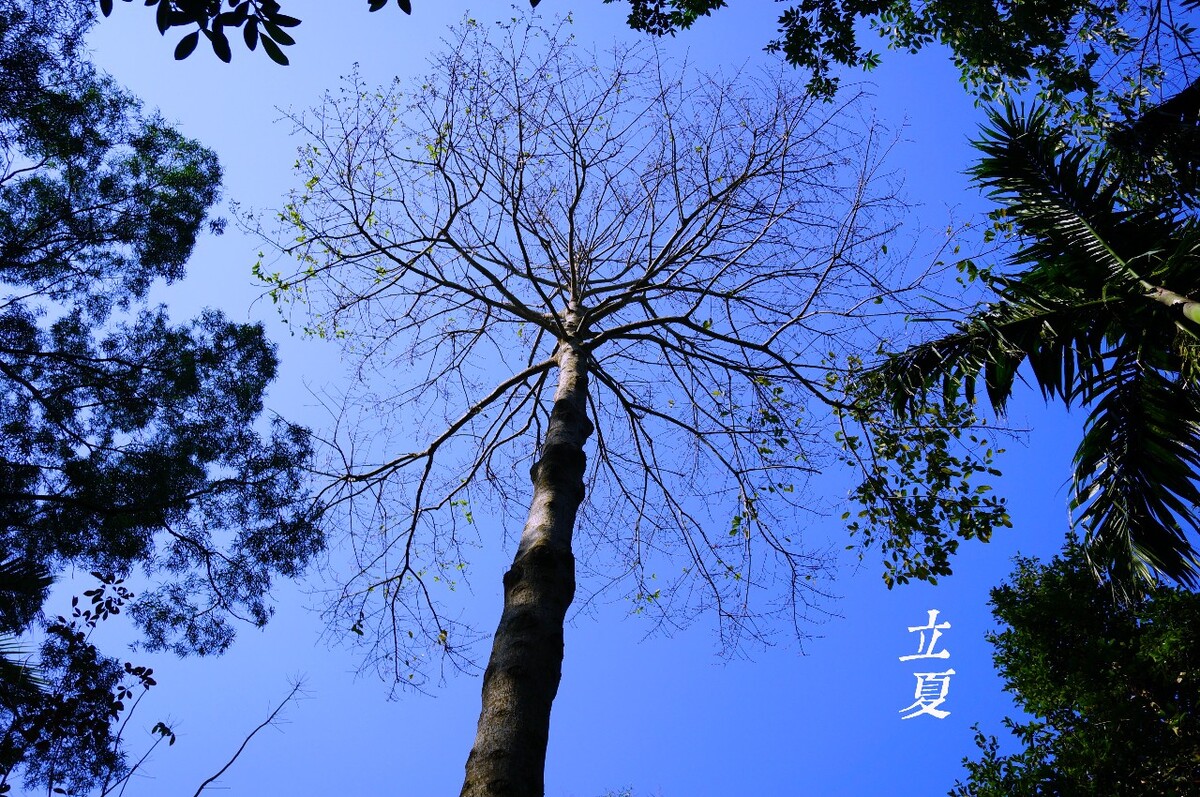 前两天纪念夏天到来的作品，虽然是春天时候拍的，但是还是能够感觉到生命在蓬勃生长所带来的活力~