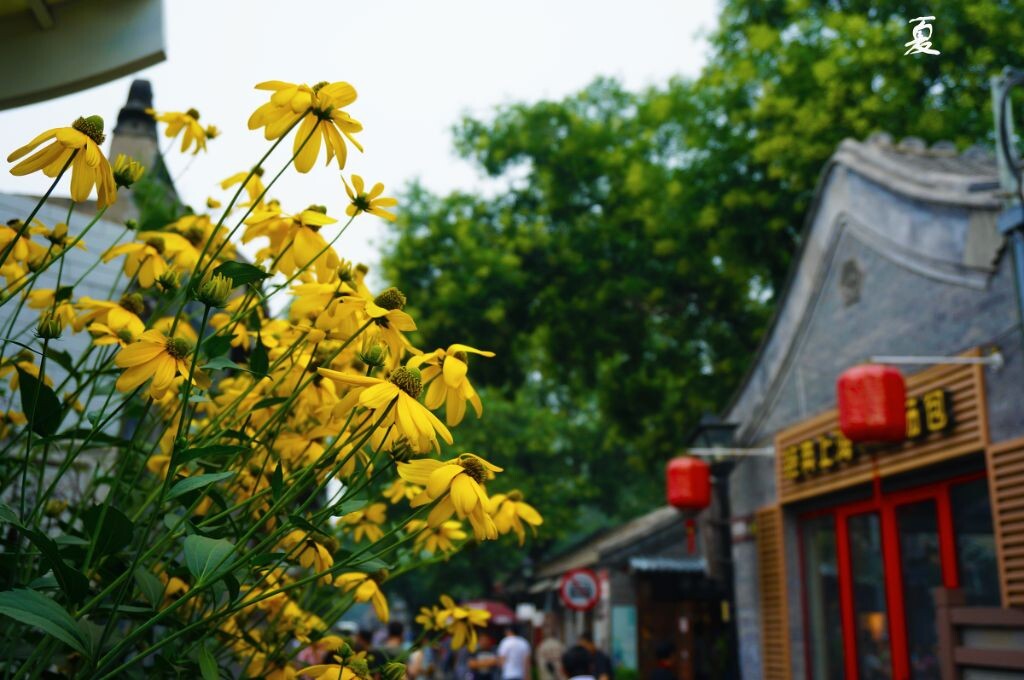 老北京胡同一角