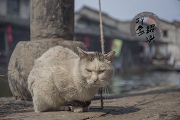 安昌神兽