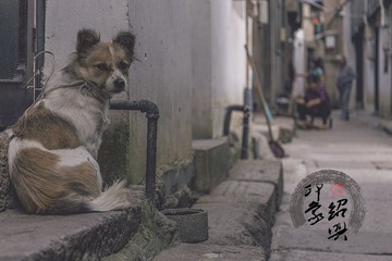 古镇神兽