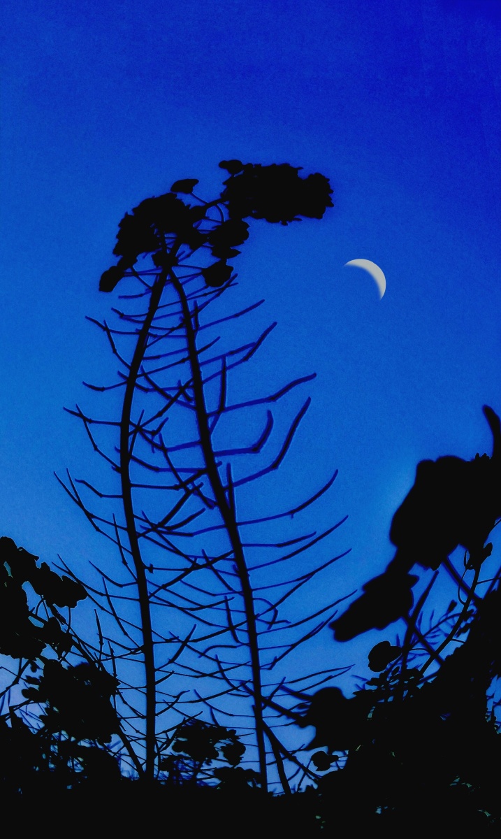 原创月下菜花oppo手机