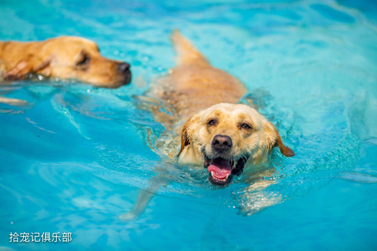 带狗狗游泳比赛