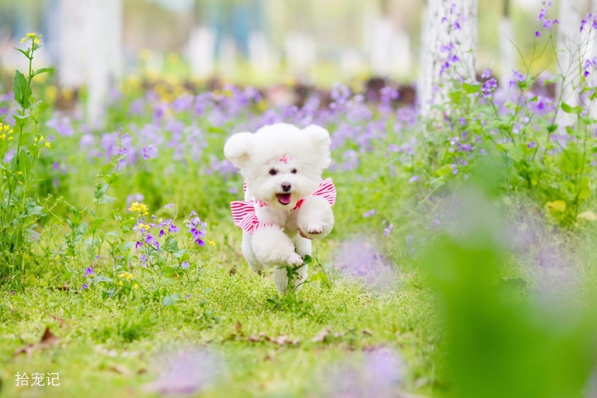 二月兰油菜花宠物写真照