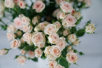 芭比