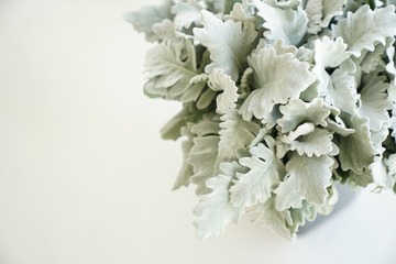 银叶菊