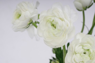 花毛茛2