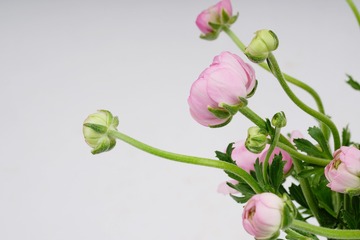 花毛茛