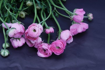 花毛茛3