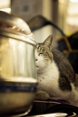 猫爷
