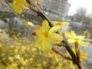 迎春花嚒2
