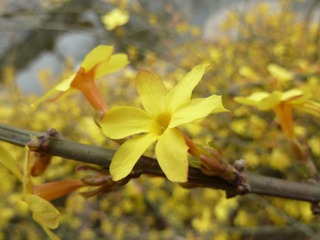 迎春花4