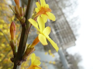 迎春花5