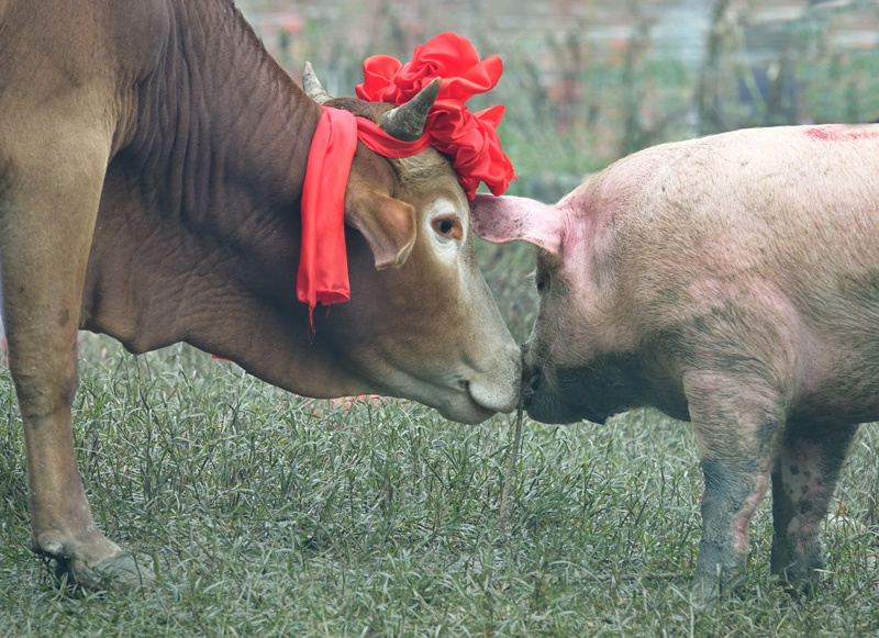 贵州台江苗家牲畜有点怪黄牛和猪亲近爱