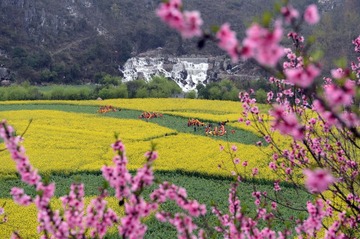 油菜花中舞龙