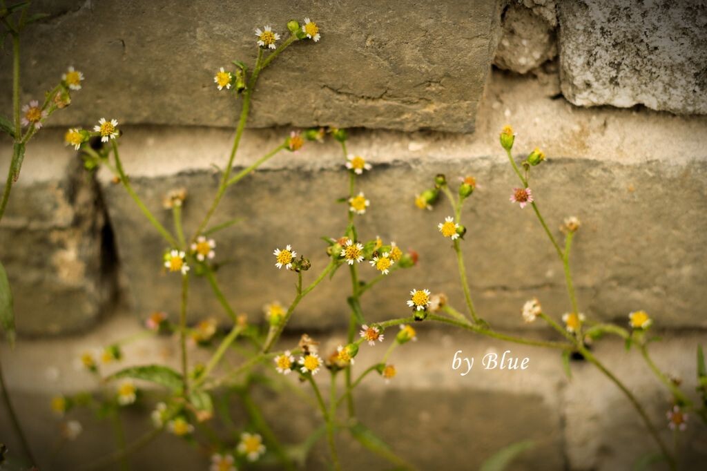 墙边的小花