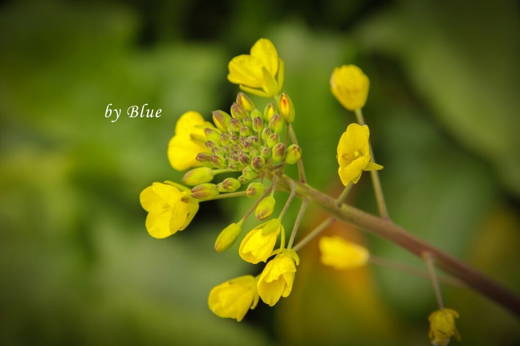 油菜花