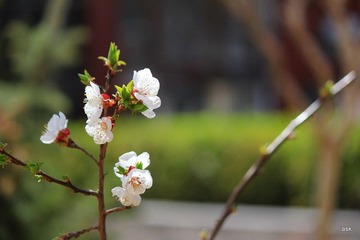 IMG_0832.JPG