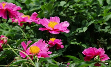 IMG_3233.JPG