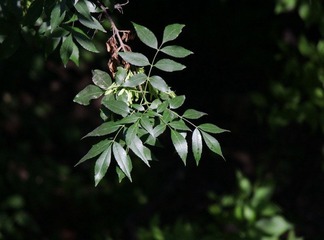 IMG_3249.JPG