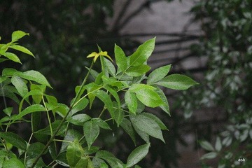 IMG_3638.JPG