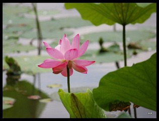 IMG_3732.jpg