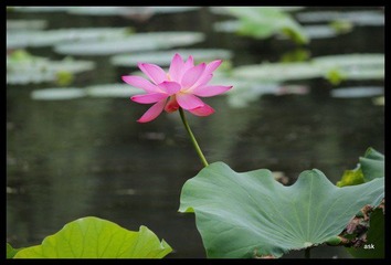 IMG_3737.jpg