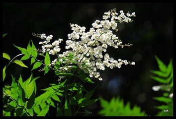 IMG_3812.jpg