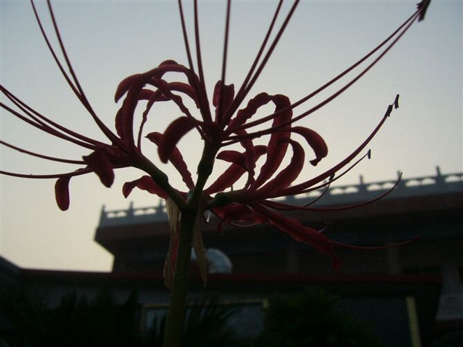 饶阳镇海寺   彼岸花 曼珠沙华 曼陀罗 幽冥花