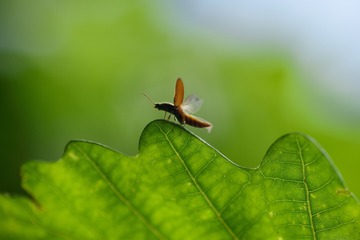 复件 IMG_1545_