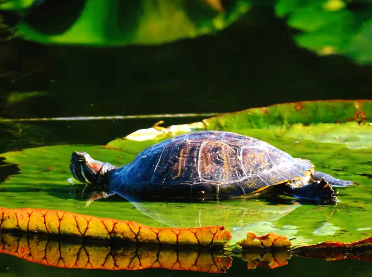 南美河龟拍摄地点玉渊潭公园