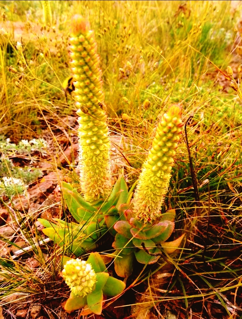 钝叶瓦松生长于张北坝上