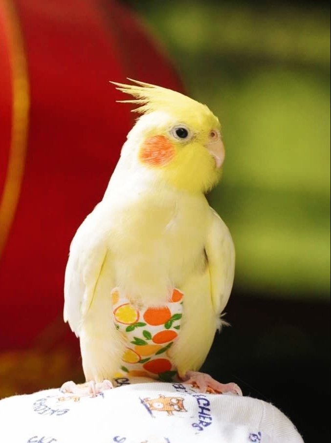 玄凤鹦鹉拍摄地点大观园